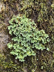 Cladonia apodocarpa