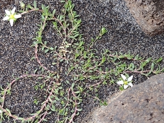 Arenaria serpens