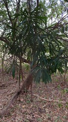 Pouteria gardneriana