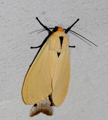 Selenarctia pseudelissa