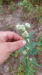 Hyptis lappacea