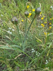 Zephyranthes drummondii