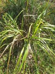 Dianella brevipedunculata