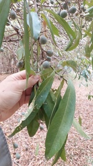 Pouteria gardneriana