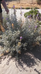 Lupinus albifrons