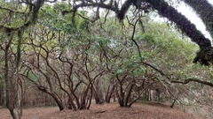 Pouteria gardneriana