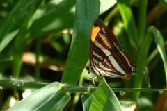 Adelpha syma