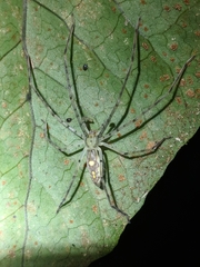 Anaptomecus longiventris