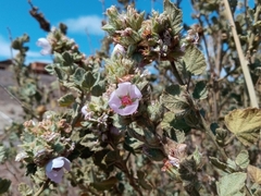 Malacothamnus marrubioides