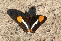 Adelpha syma