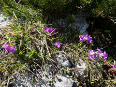 Primula clusiana