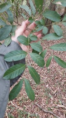 Guarea macrophylla