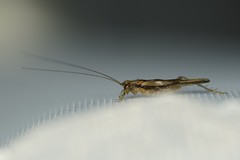 Anaxipha imitator