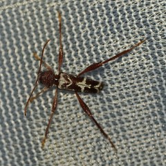 Neoclytus senilis