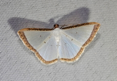Leuciris