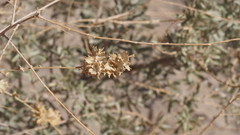 Atriplex canescens laciniata