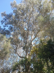 Eucalyptus seeana