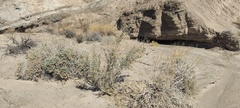 Atriplex canescens laciniata