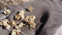 Atriplex canescens laciniata