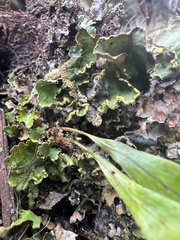Crocodia