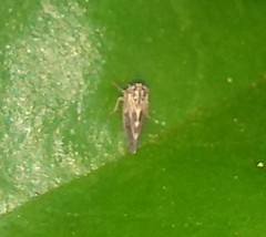 Cicadellidae