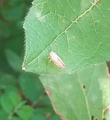 Cicadellidae