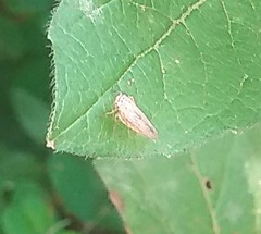 Cicadellidae