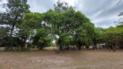 Pouteria gardneriana