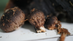 Lycoperdon fuligineum