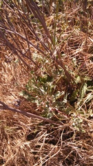 Eriogonum nudum