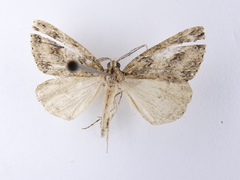 Pseudocoremia rudisata