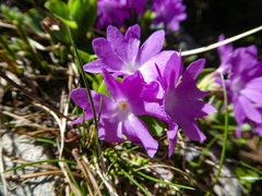 Primula clusiana