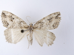 Pseudocoremia rudisata