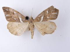 Chalastra aristarcha