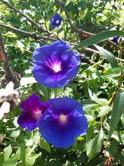 Ipomoea laeta