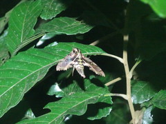 Hemeroplanes ornatus
