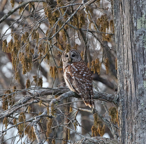 Barred Owl photographed in Arkansas