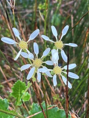 Senecio virens