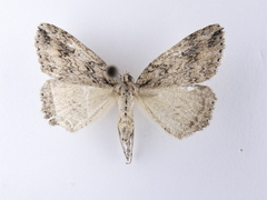 Pseudocoremia rudisata