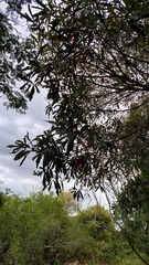 Pouteria gardneriana