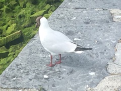 Chroicocephalus ridibundus