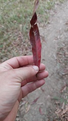 Pouteria gardneriana