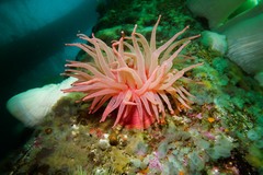 Cribrinopsis fernaldi