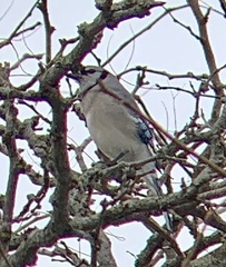 Cyanocitta cristata
