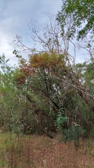 Pouteria gardneriana