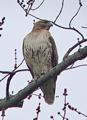 Buteo jamaicensis