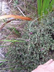 Indigofera sarmentosa