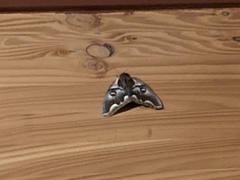 Polythysana cinerascens