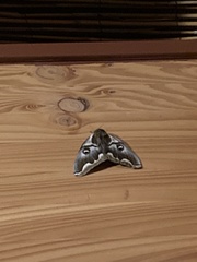 Polythysana cinerascens