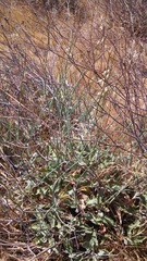 Eriogonum nudum
